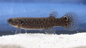 Mangrove Killifish hermaphrodite